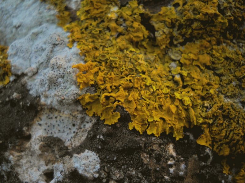 licheni  sull''Acquedotto Romano ad Olbia